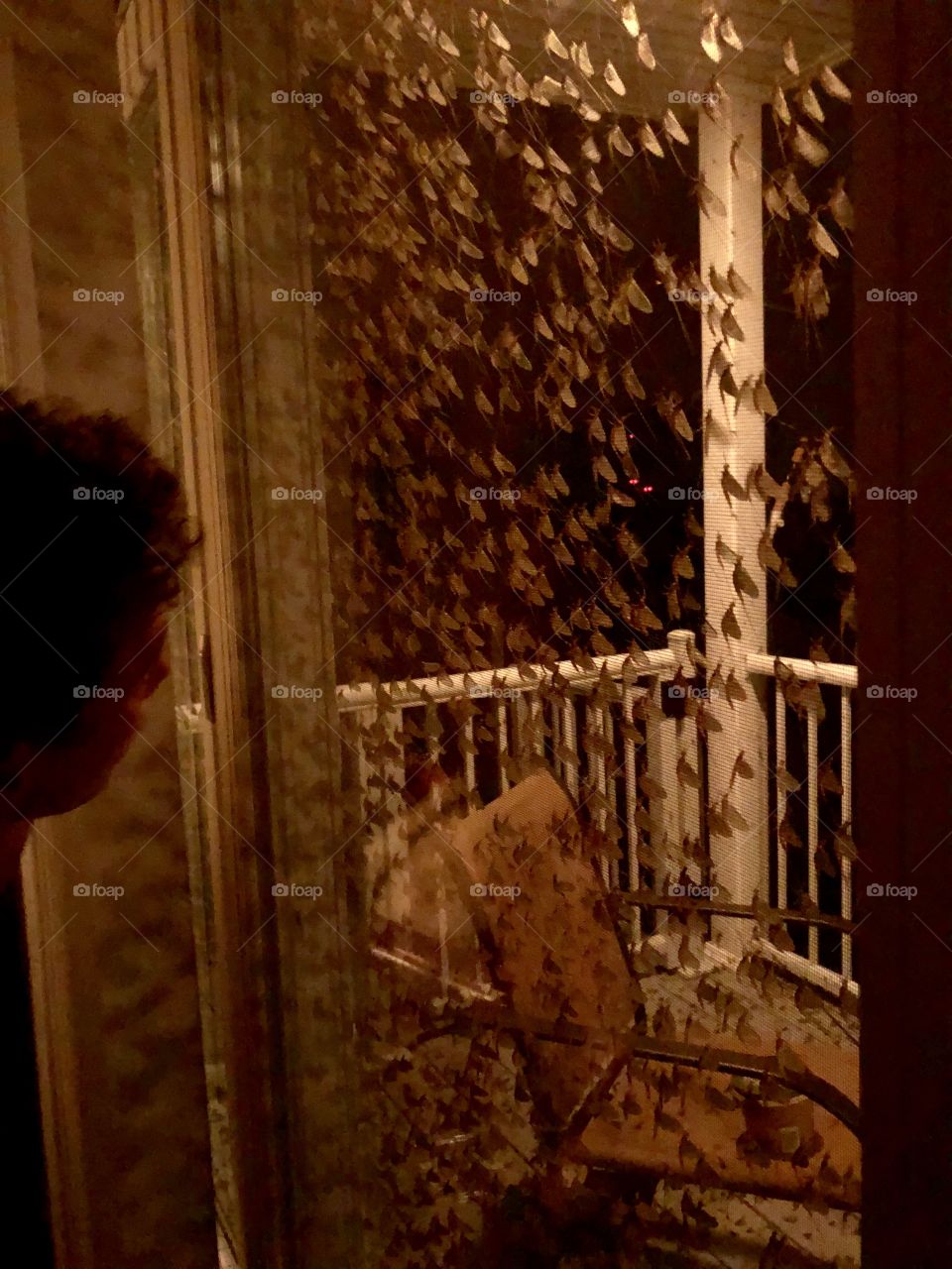 May Flies on back sliding glass door- Port Clinton Ohio