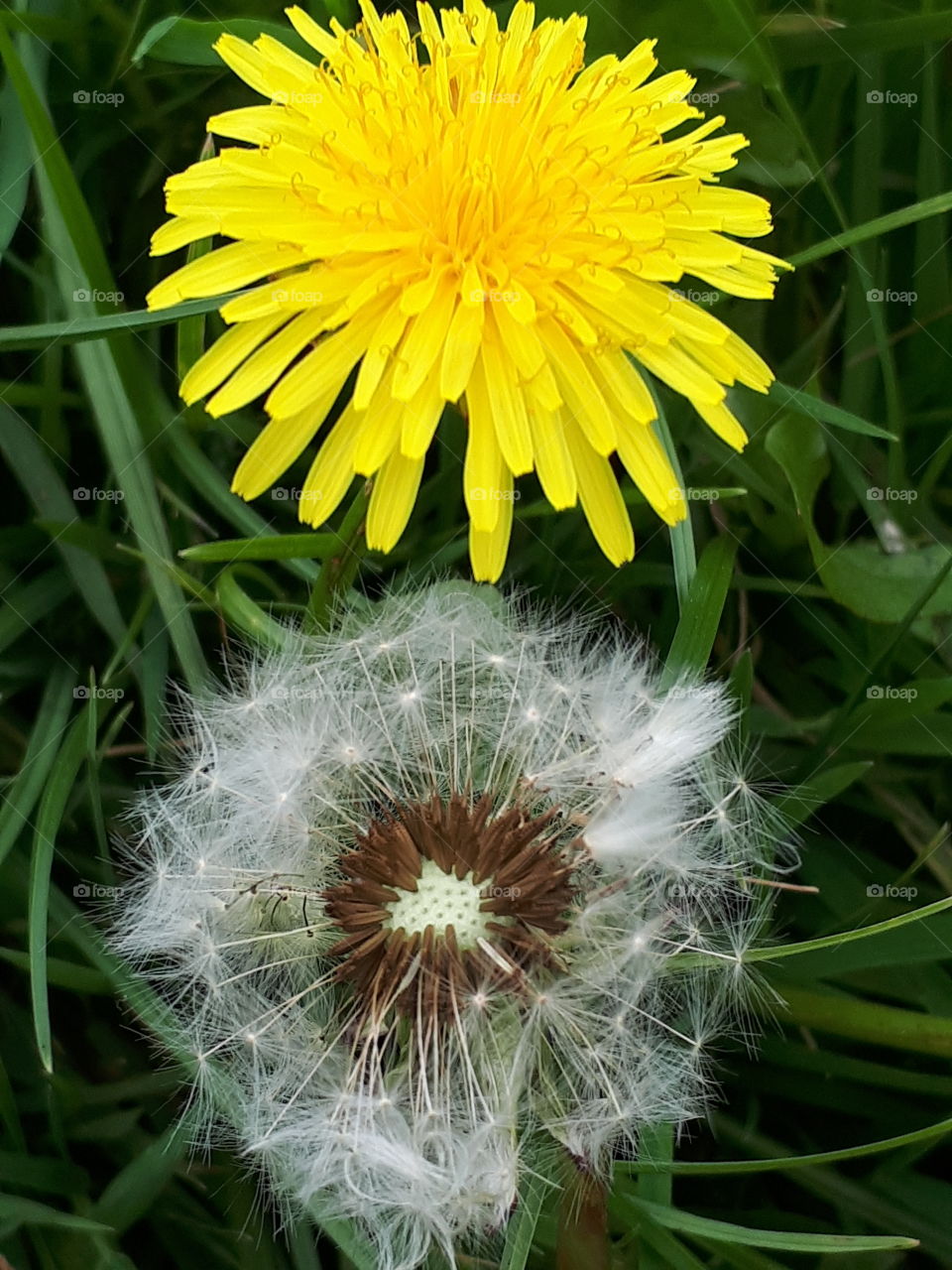 Dandelion, Flora, Nature, Grass, Summer