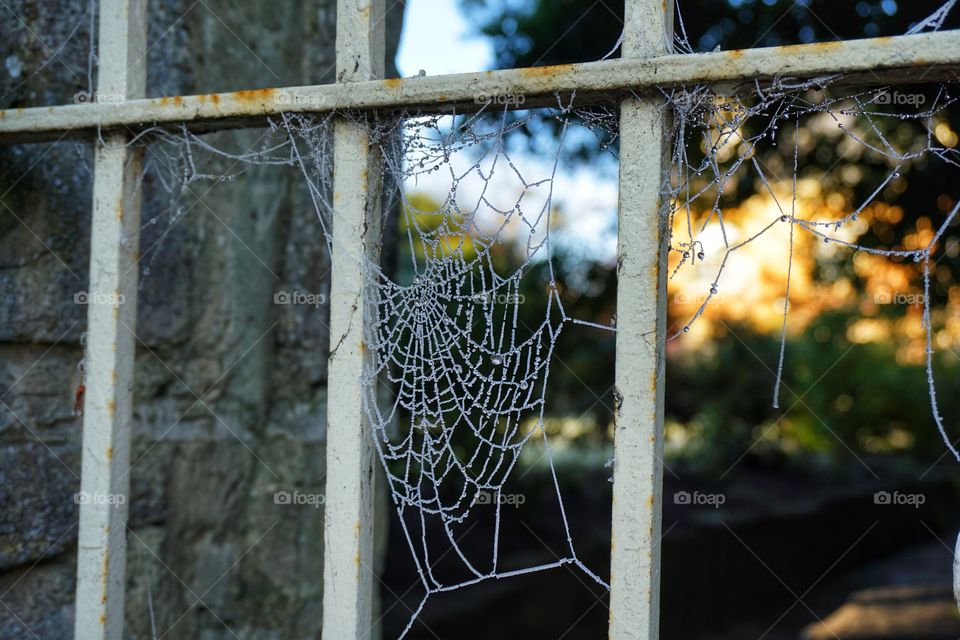 Frost covered spiders web ... looks like string entwined in a metal fence 