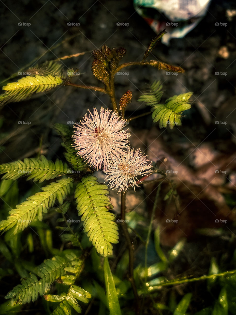 beautiful flower with leaves in rainy days