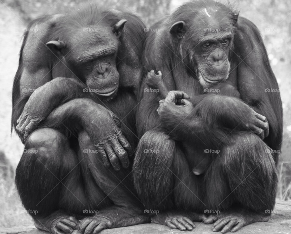 Close-up of chimpanzees