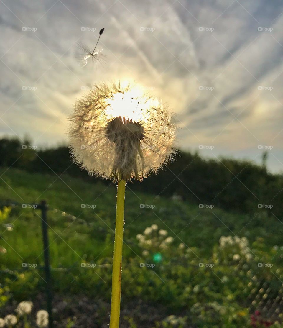 Dandelion 