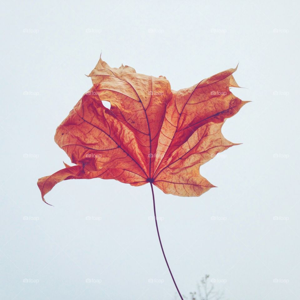 Dry autumn leaf on white background 