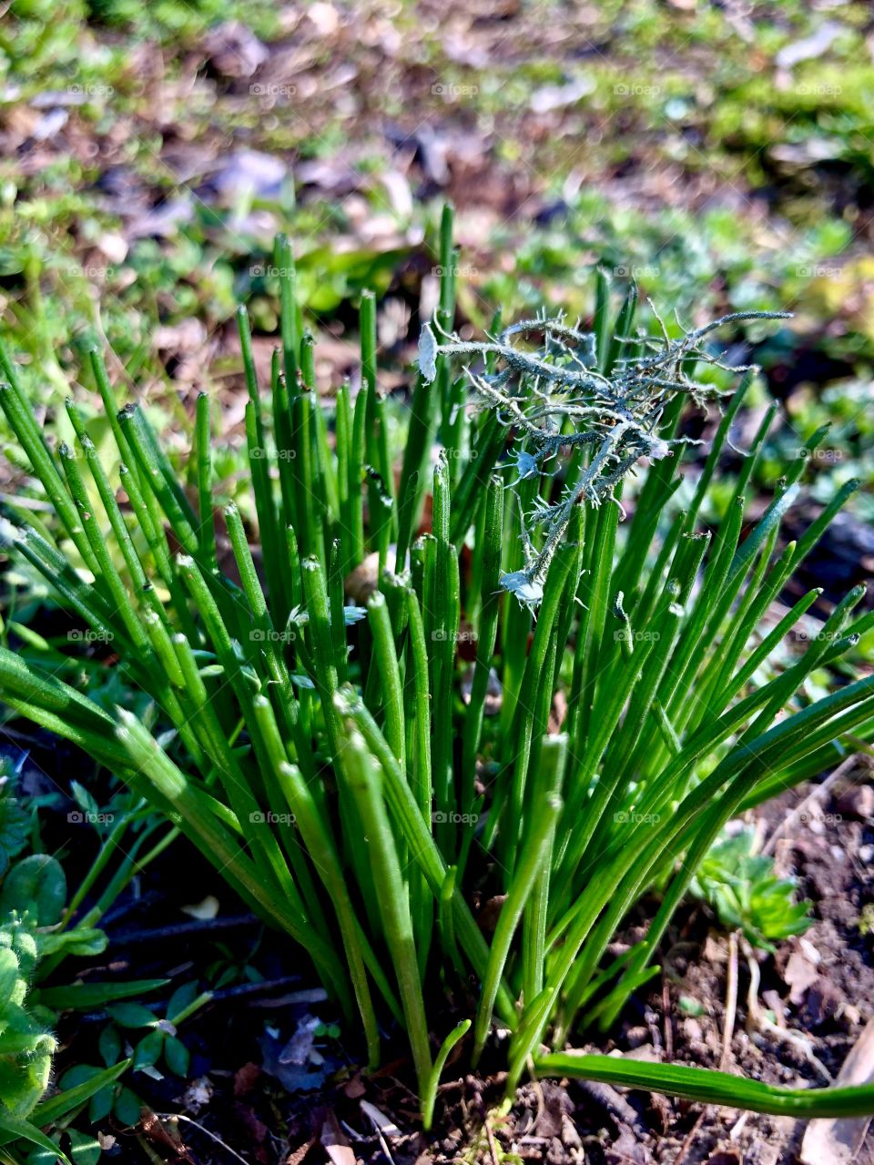  Closeup of delicate gray lichen fallen on clump of green grass 