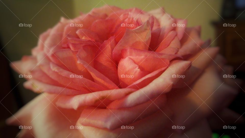pink rose