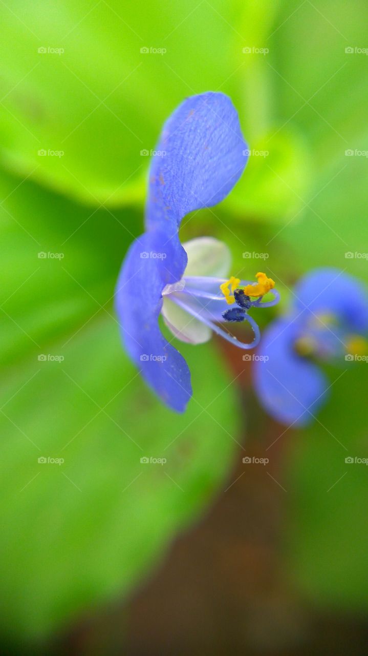 Close-up of a purple flower