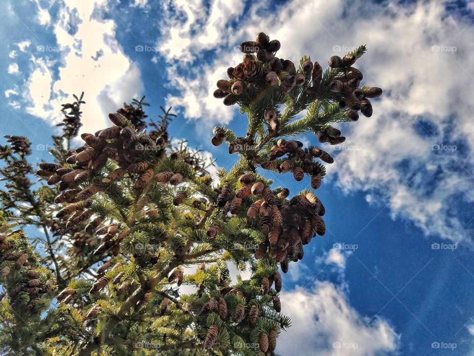 Low angle view of pine tree