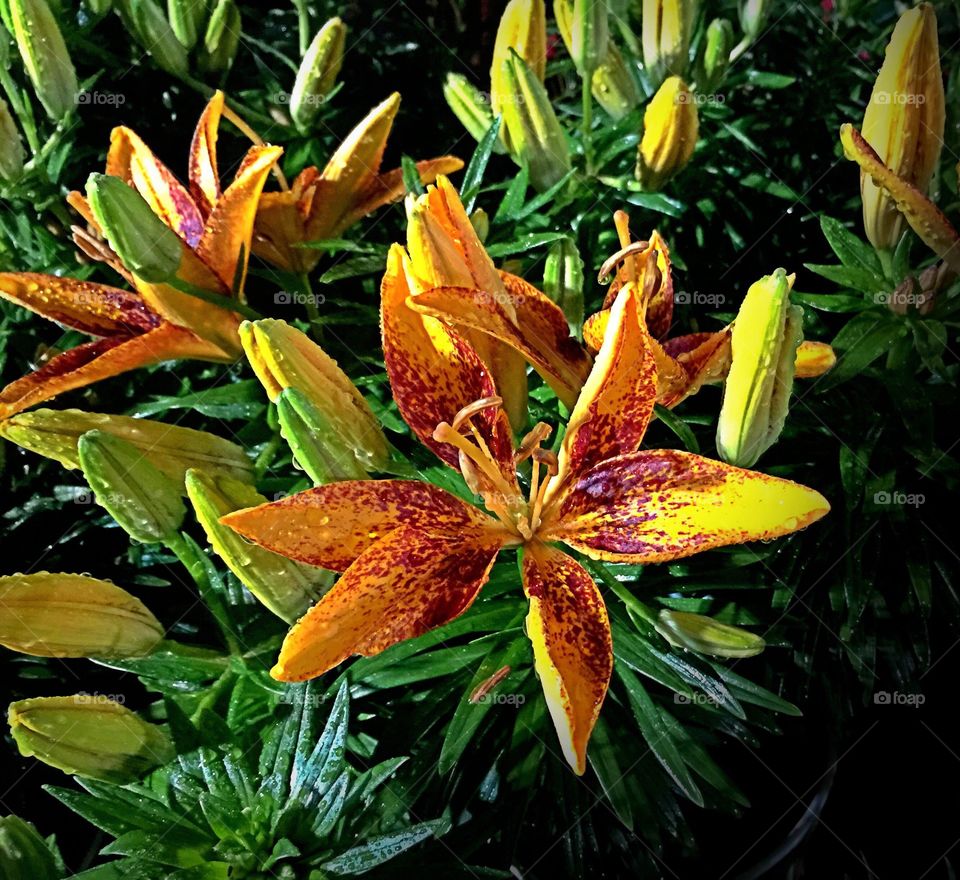 Orange lily 