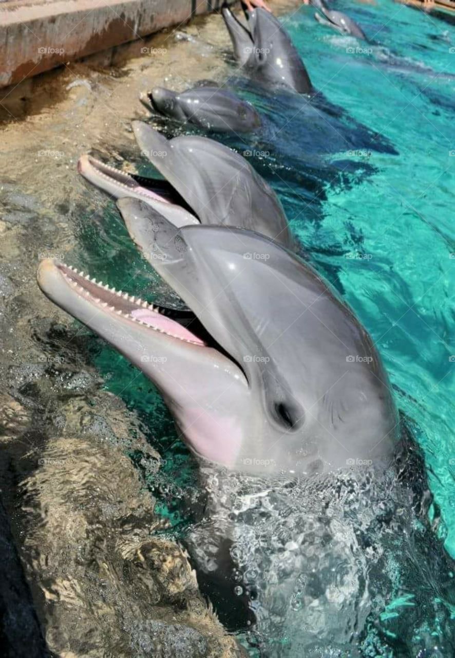 dolphins smile.