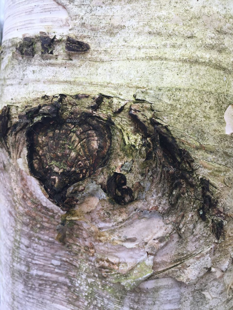 The eye of tree