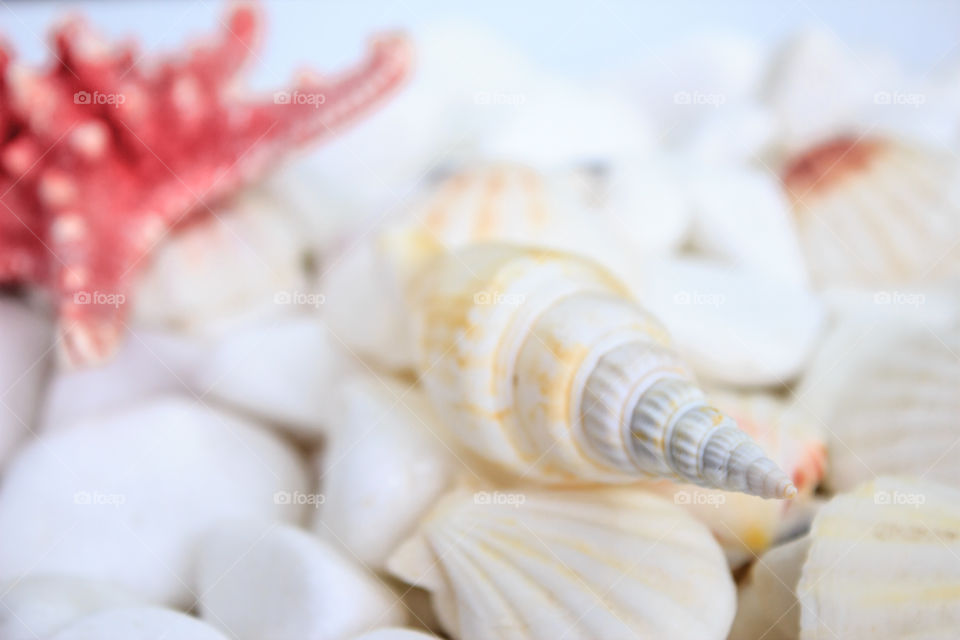 seashells