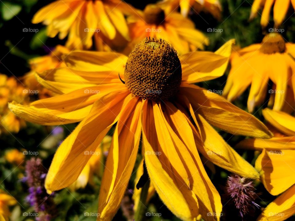 Sonnenhut, yellow flowers