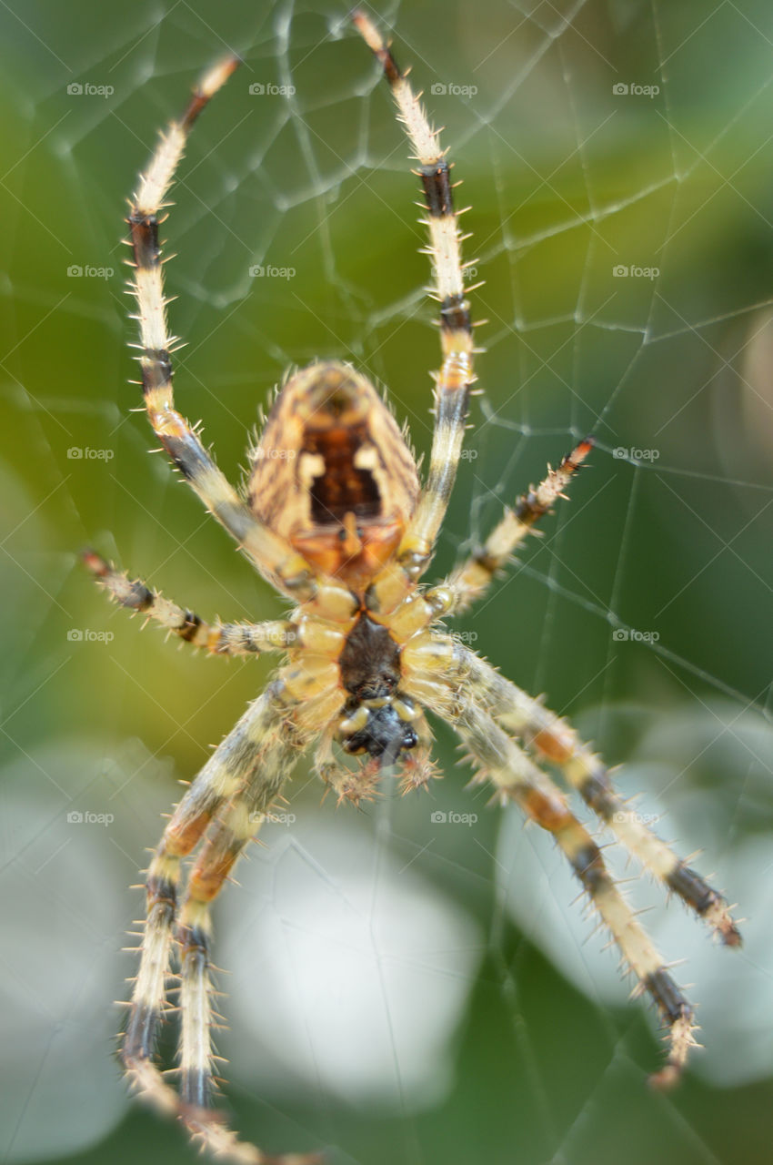 Spider on its web