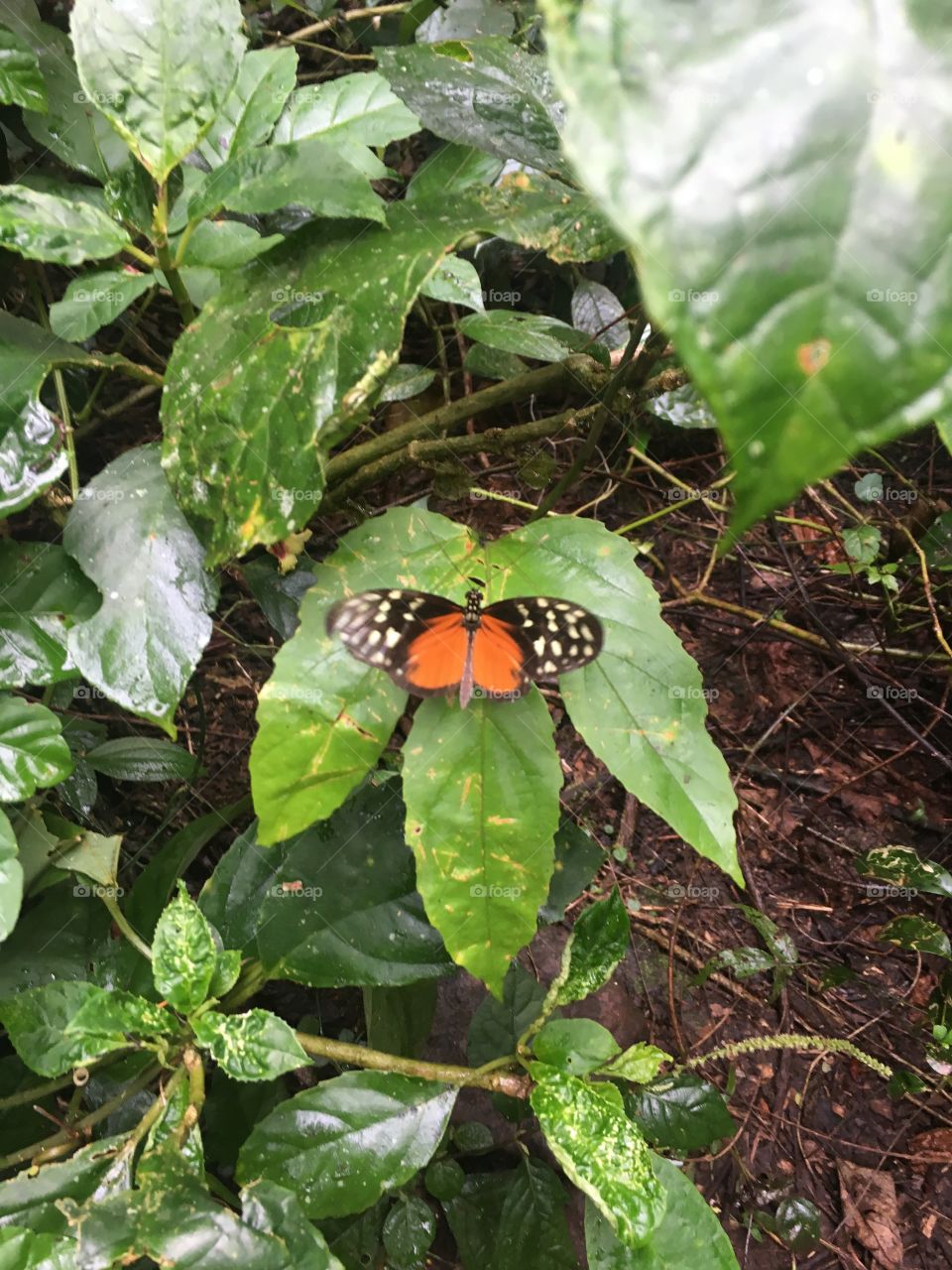 Butterfly in Costa Rica 
