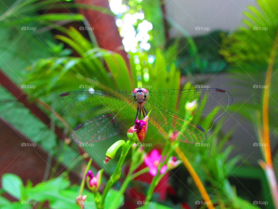 A libélula  é um inseto pertencente à ordem Odonata , subordem Epiprocta ou, em sentido estrito, a infraordem Anisoptera. É caracterizada por grandes olhos diferenciados, dois pares de transparentes fortes asas e um corpo alongado.
