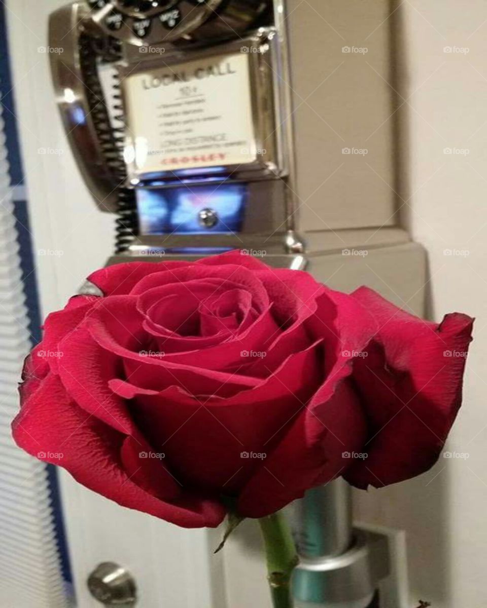 local rose
