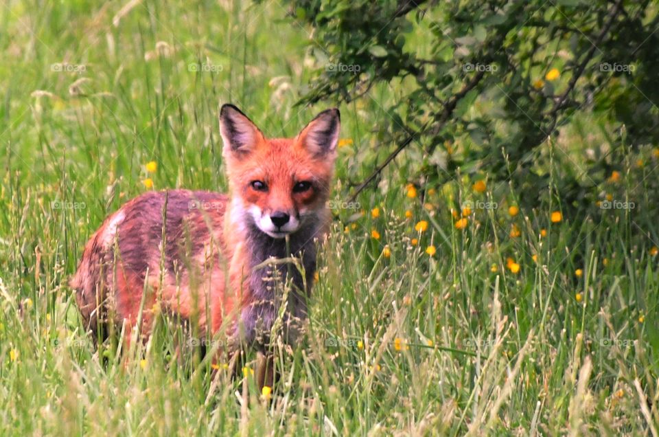 Red Fox