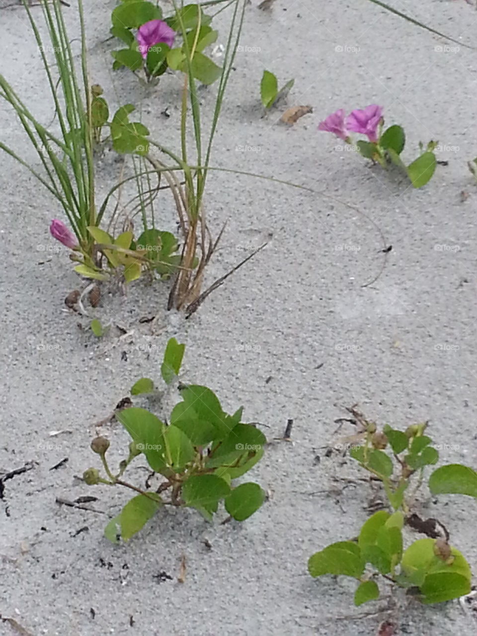 flowers in the sand