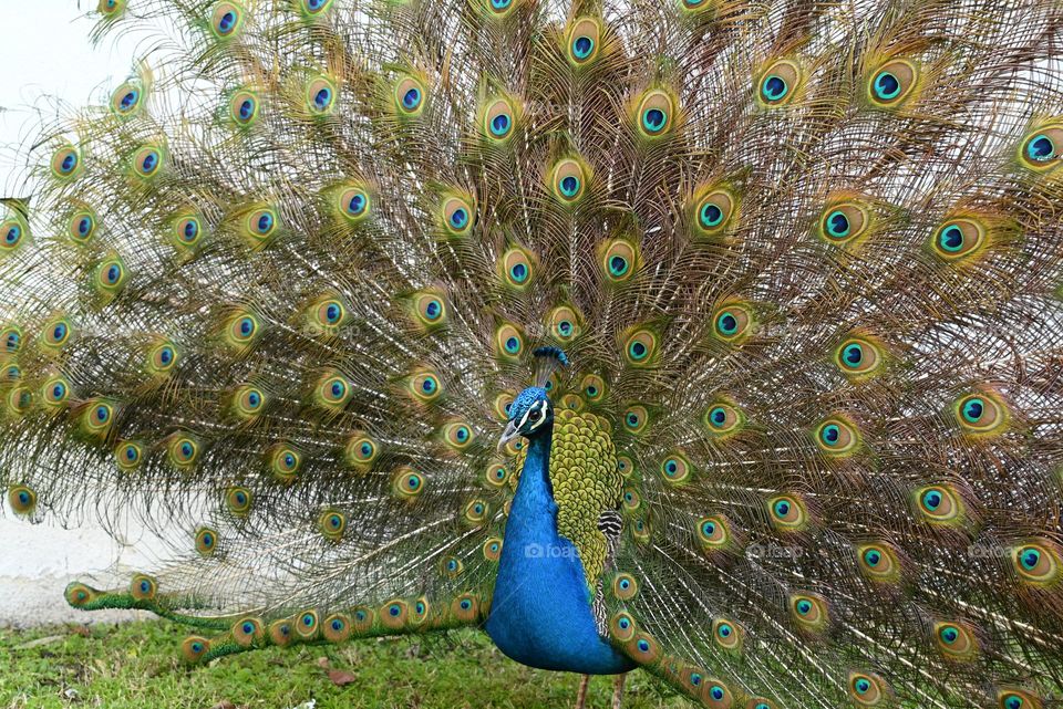 peacock