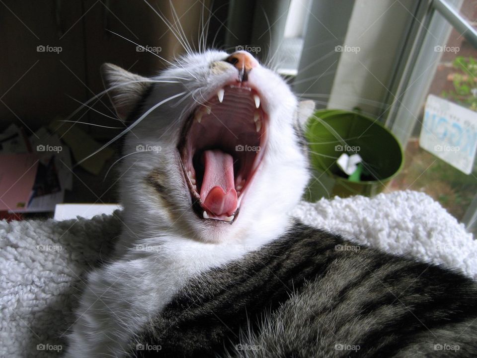 Yawning 