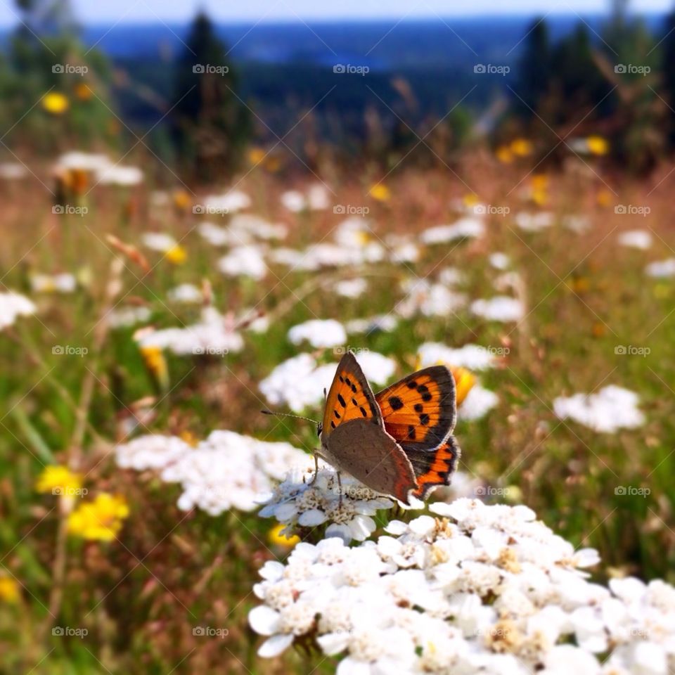 Butterfly on flower
