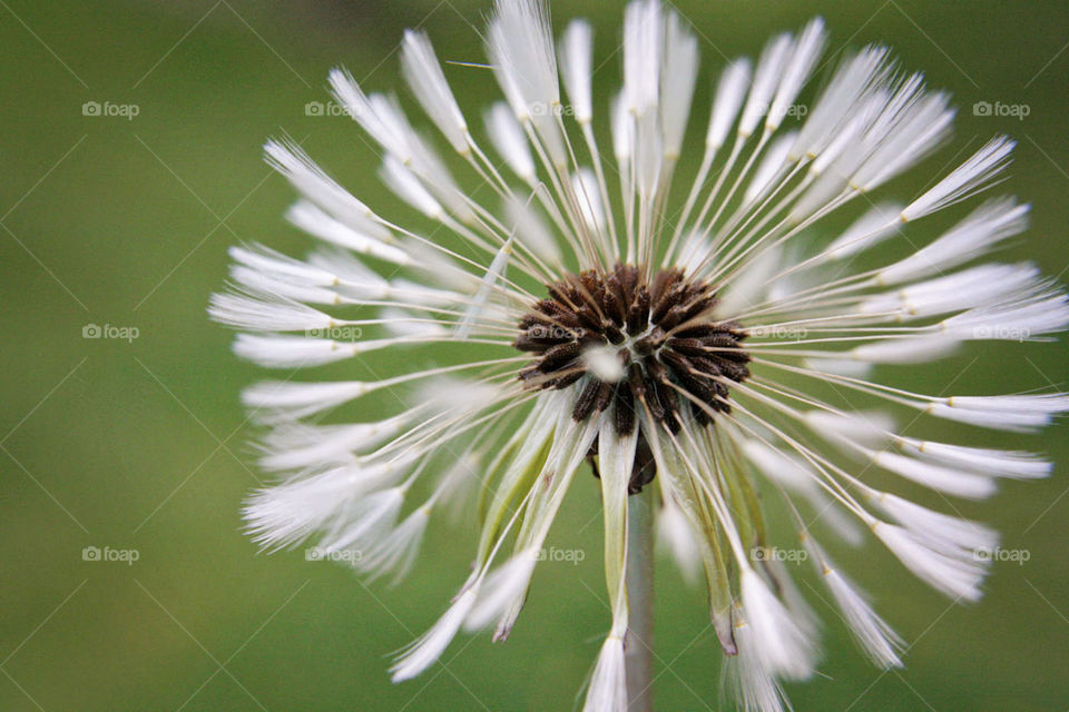 Dandelion tiny white fresh blossom