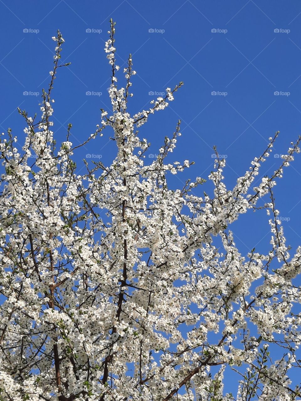 white flowers of  blooming mirabelle (prunus) against blue sky