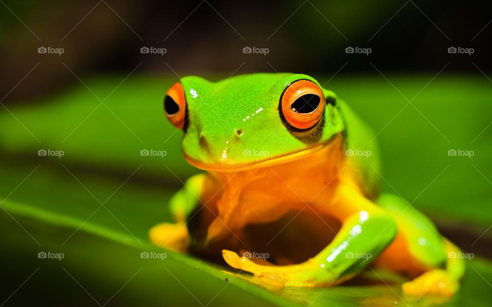 Frog Quotes from BrainyQuote, an extensive collection of quotations by famous authors, celebrities, and newsmakers.