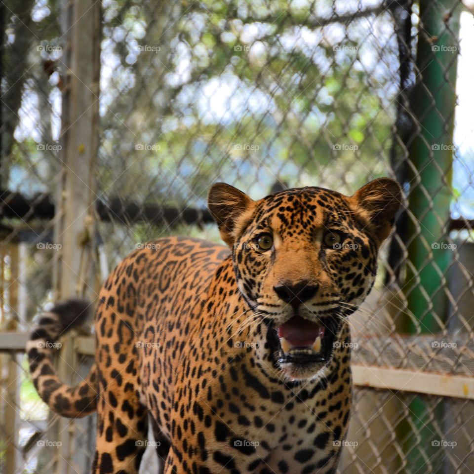 Rescue jaguar smiling 