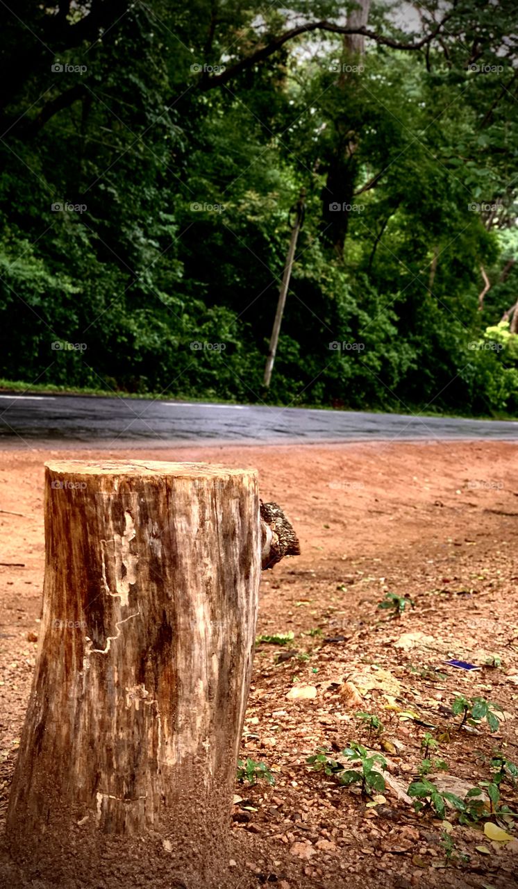 Don’t cut the trees 