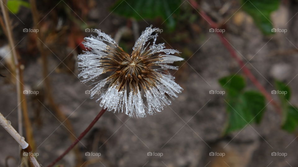 Dandelion soaked in rain