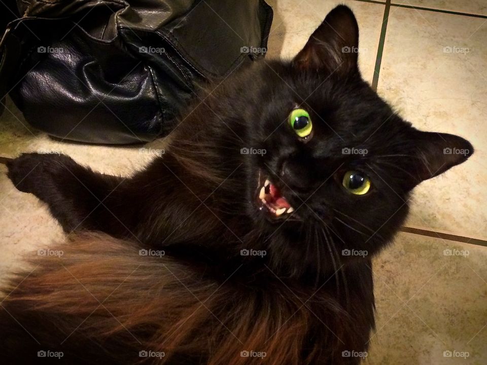 Meowing for food