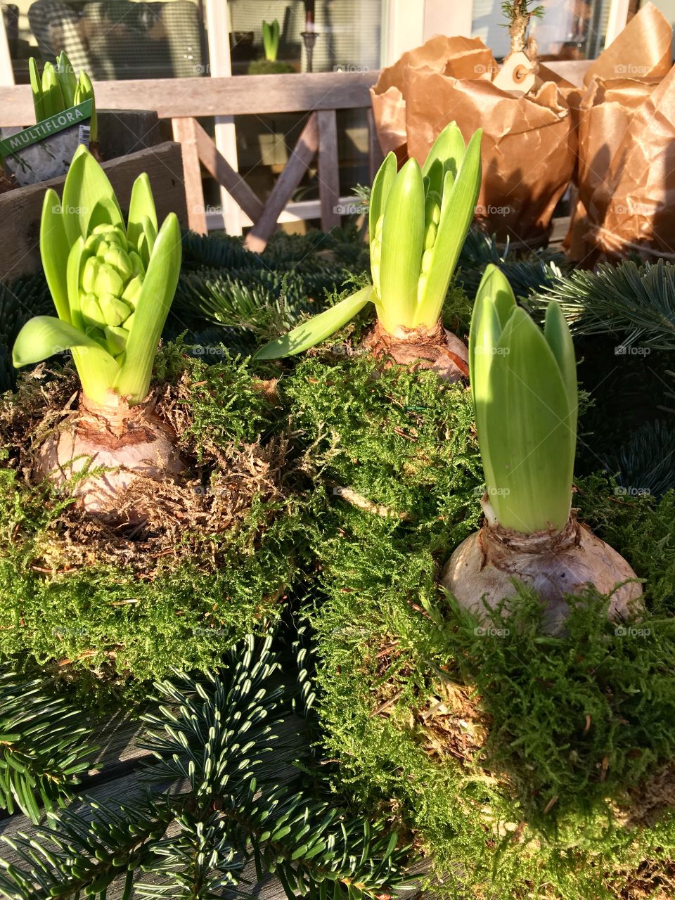 moss hyacinth