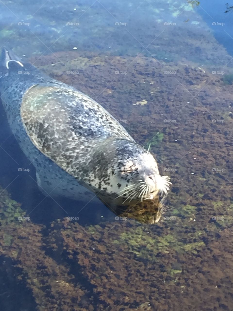 A happy seal enjoying the warm sun