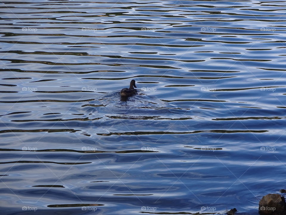 duck in the beautiful blue lake