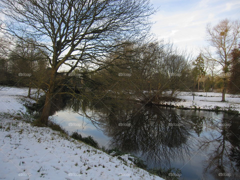 Winter, Snow, Tree, Landscape, Cold