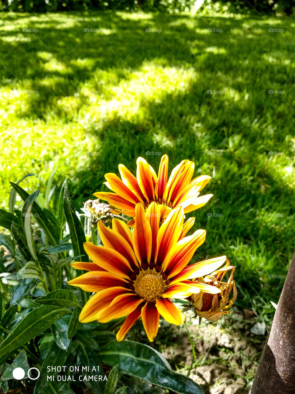Flower in my yard