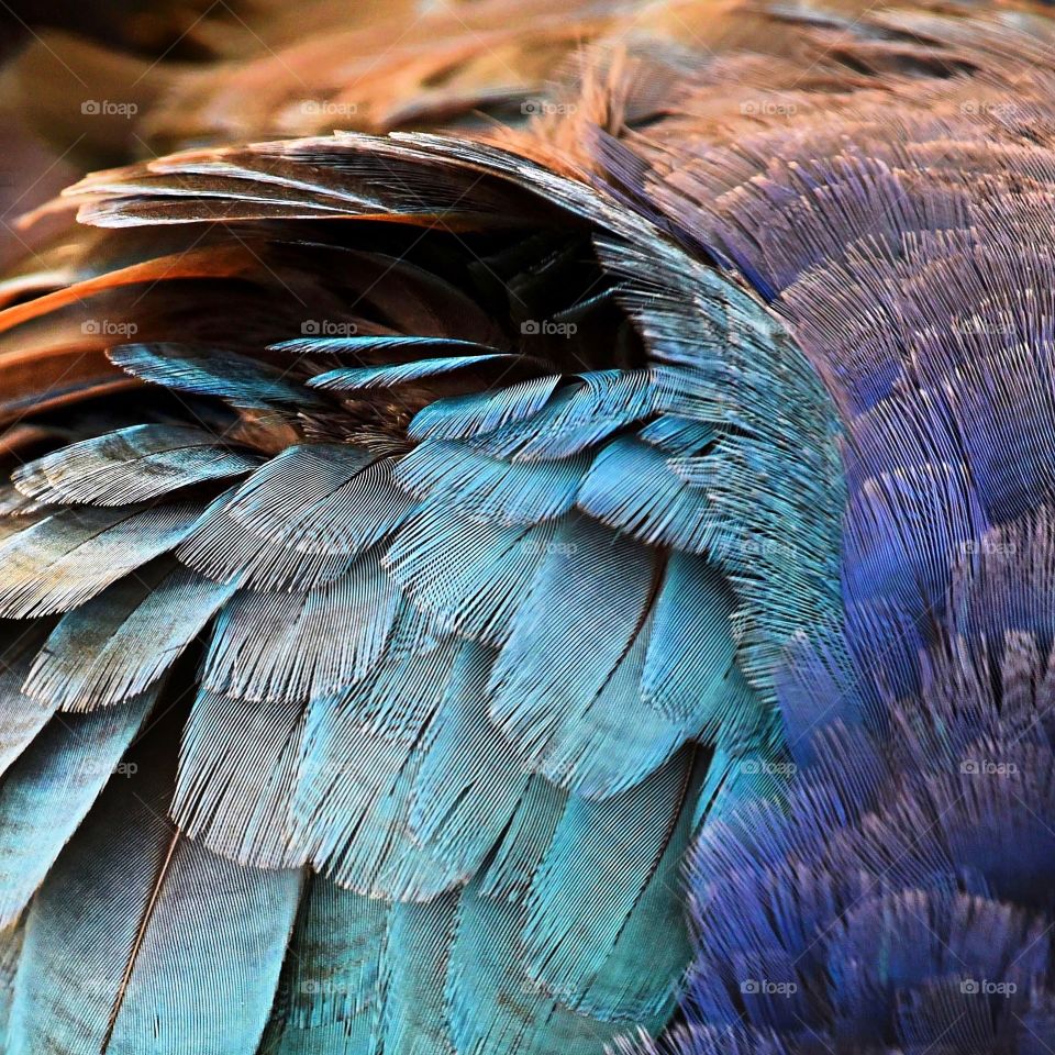 Feathers of the swamp hen. 