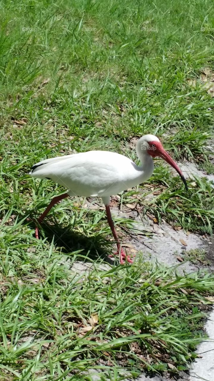 water bird. New Port Richey,  orange lake 