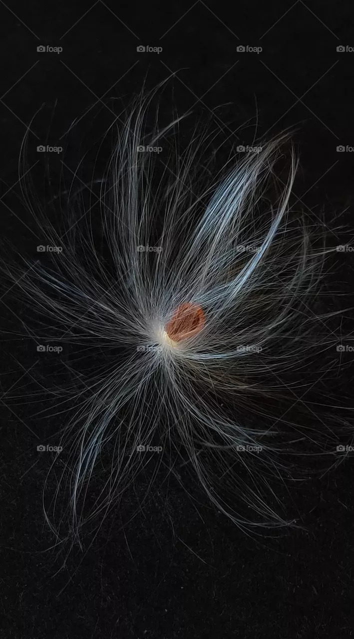 A beautiful seed