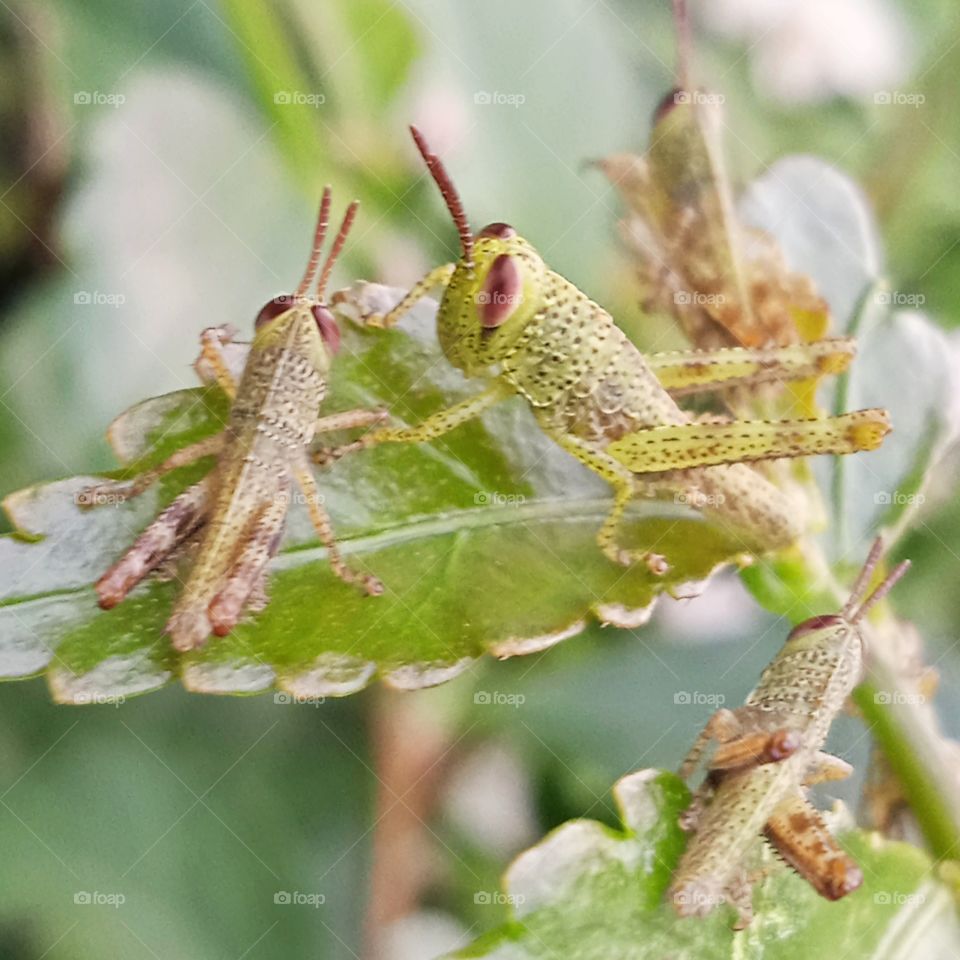 Four little grasshoppers having dinner.