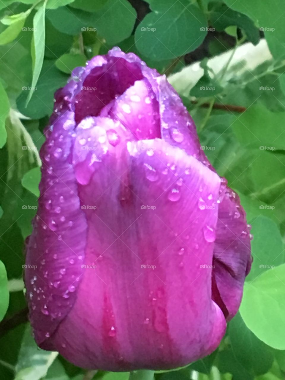 Purple tulip kissed with rain drops 