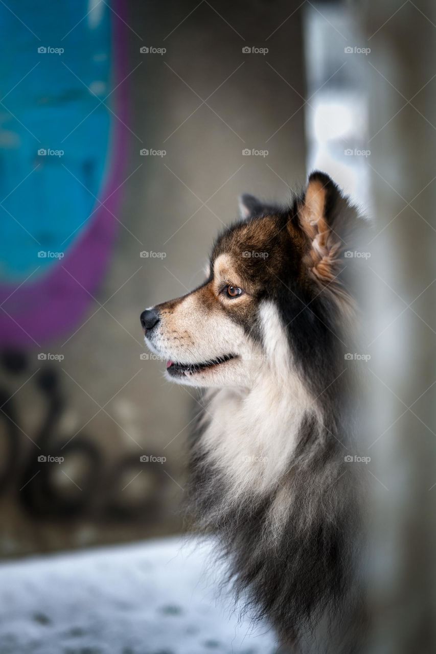 Side portrait of a Finnish Lapphund dog 
