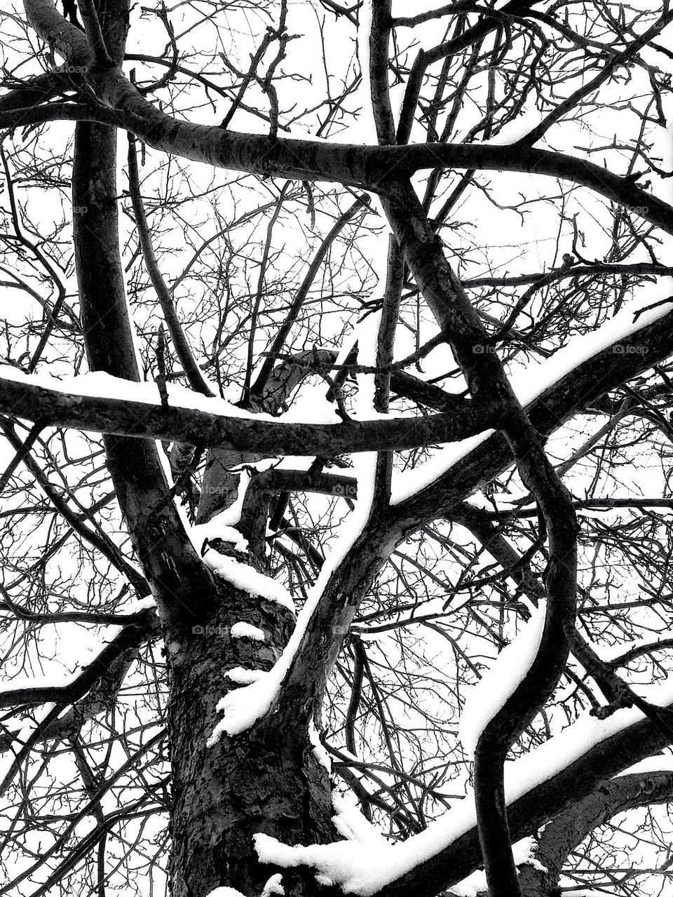 Snowy Apple Branches