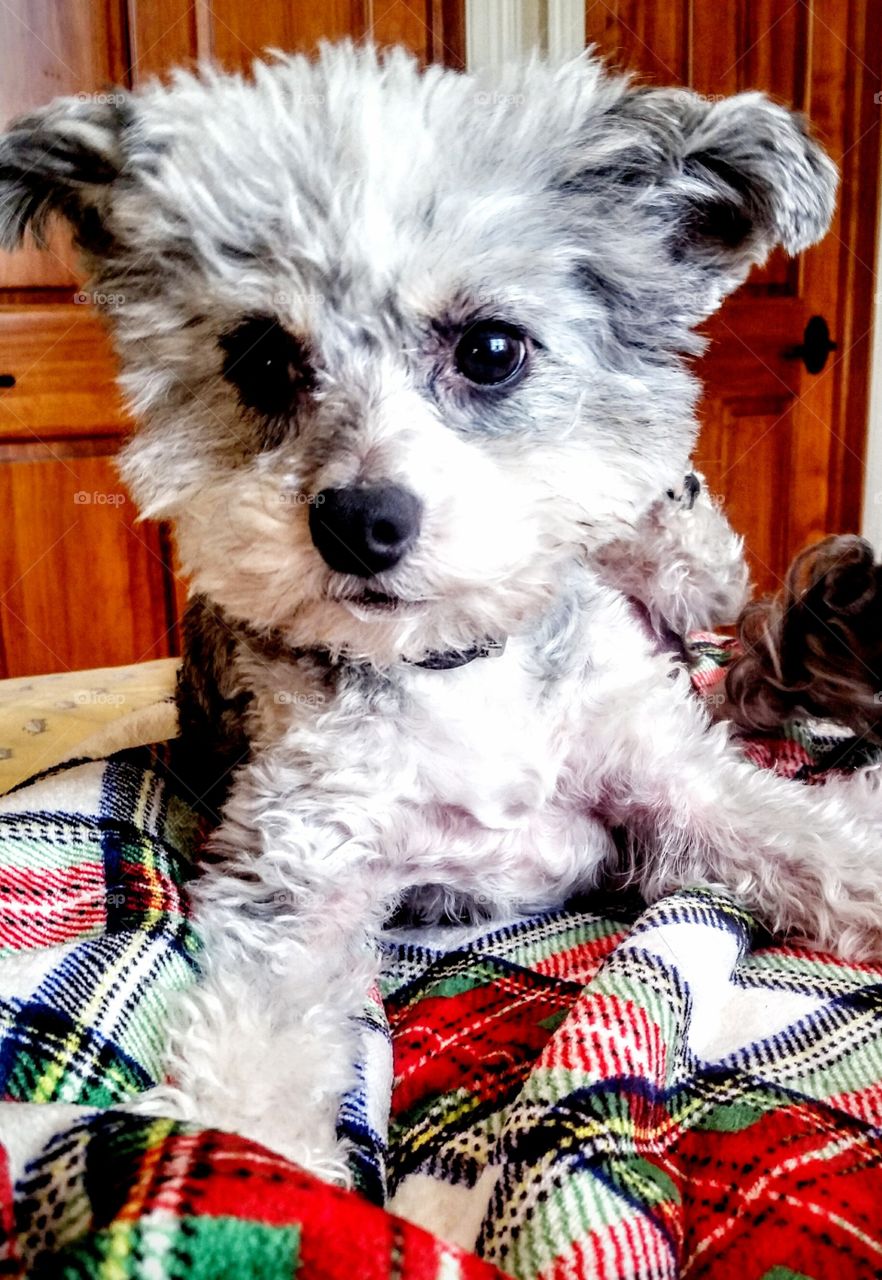 ( no really, I am a big dog in a little dog's body!)