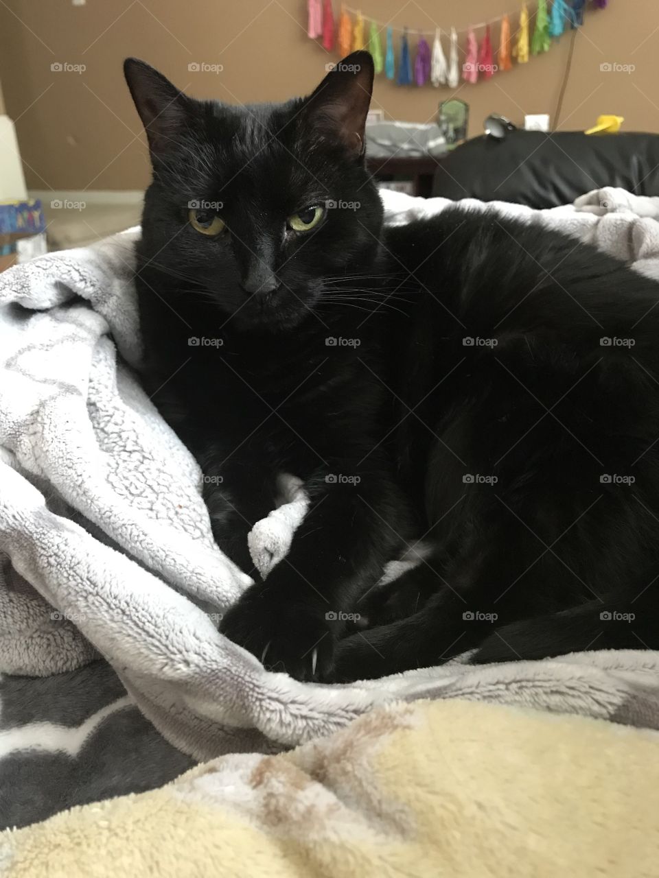 Snuggly black cat 