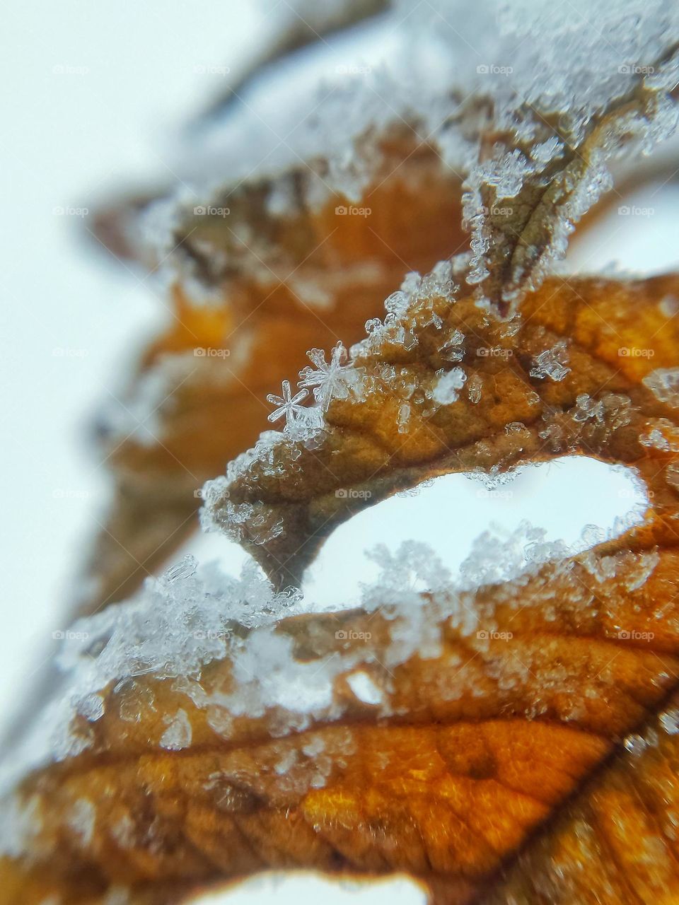 frozen leaf with snowflakes macro photo