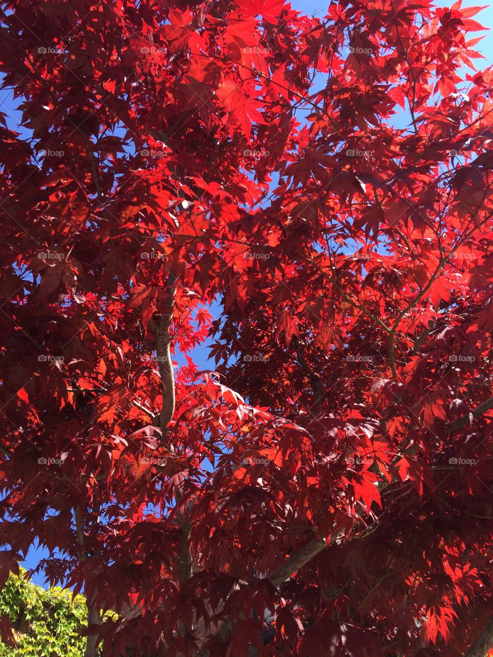 Red maple tree sunshine