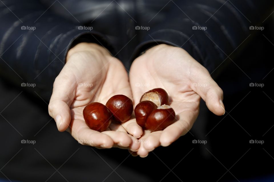 chestnuts
