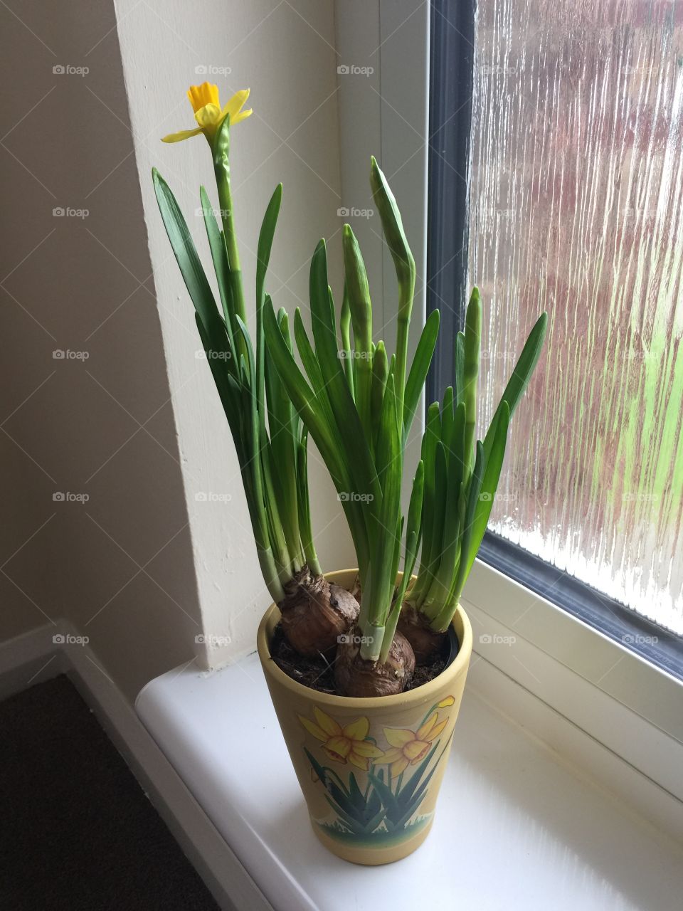 Daffodils by the window